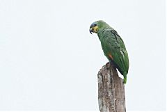 Orange-winged Parrot